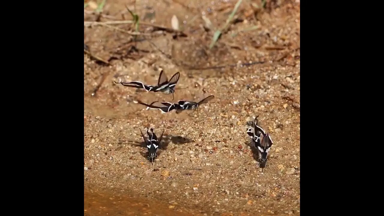 Dragon Tail Butterflies