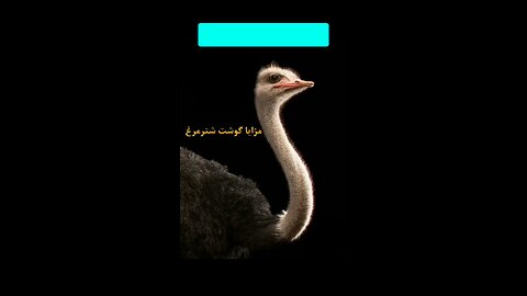 مزایای گوشت شتر مرغ