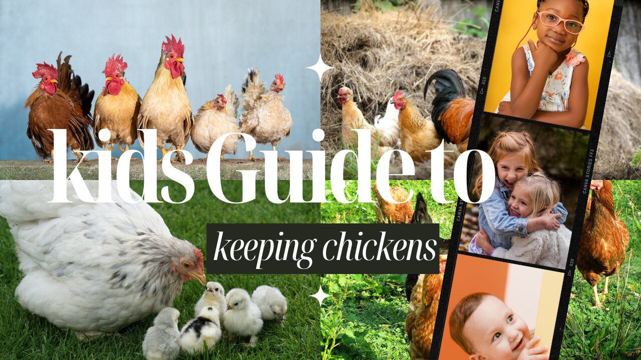 A kids guide to Keeping Chickens