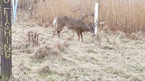 Tame deer at Tifft