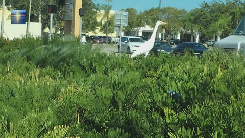 birdy walking on the hedges