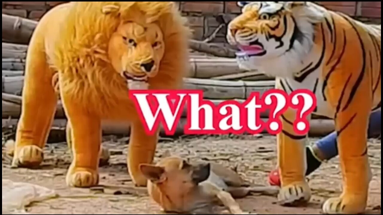 Dog funny prank with Tiger and Lion