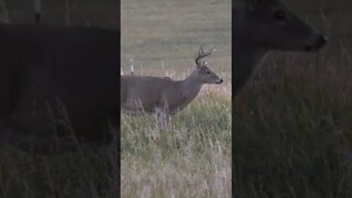 Stunning 6 point Buck in Wyoming. #shorts #archery #deer