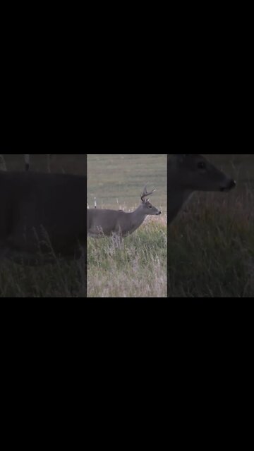 Stunning 6 point Buck in Wyoming. #shorts #archery #deer
