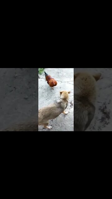 Conseguiu ver a Picada no nariz do Cachorrinho? #shorts #dieta #saude #boa forma #emagrecer