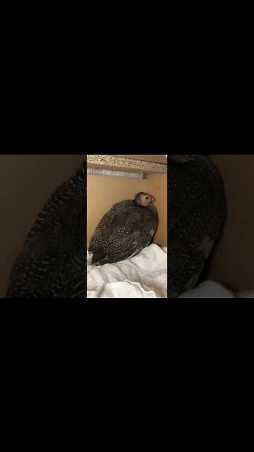 Baby put bed in nesting box for the night. Took out food and water for overnight.