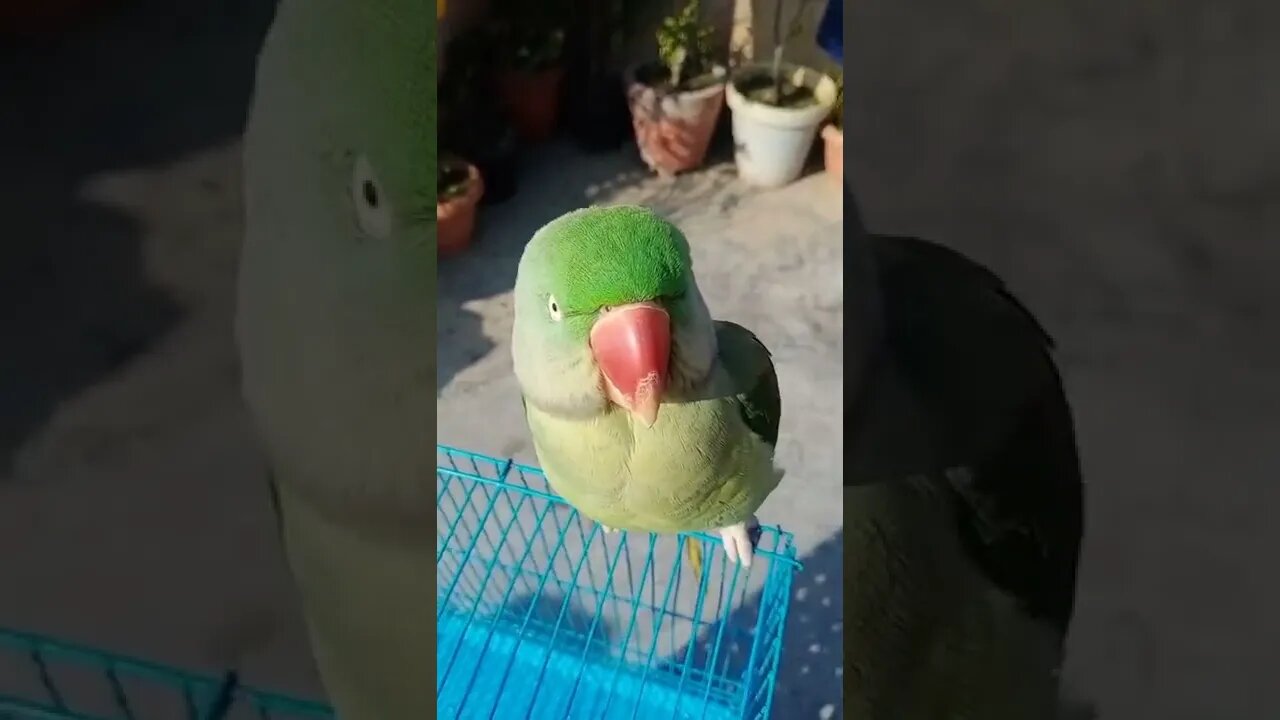 Lovely Parrot