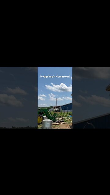 Funny video #hedgehogshomestead