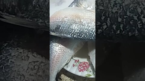 nice Bangladesh... মাওয়া ঘাটে পদ্মার ইলিশ দামাদামি