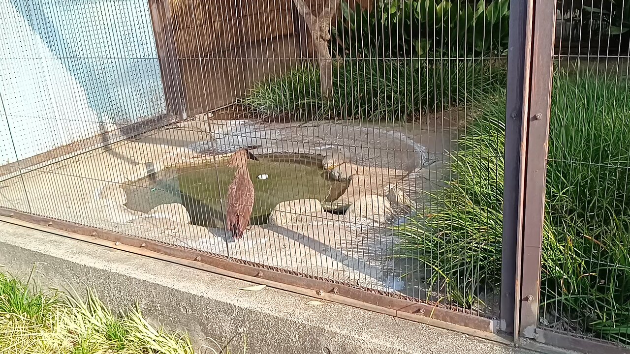 Idk the name of this bird(I think it was crane) in Ueno Park Zoo