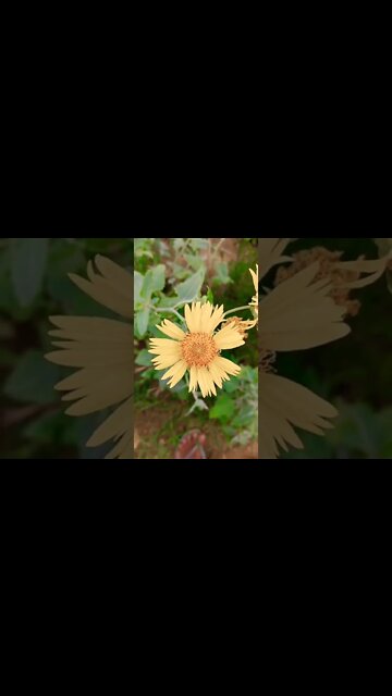 mohbbat aazmati hai #shorts #shorts