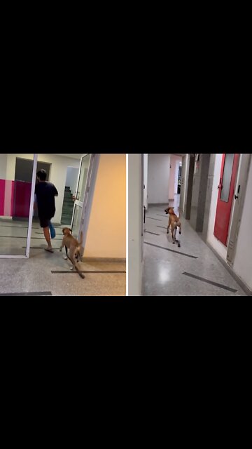 Limping Dog Hilariously Imitates Injured Owner