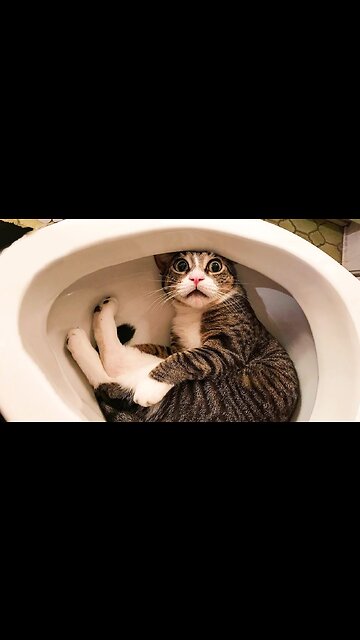 Most Funniest Animals - Best Cats😹 & Dogs🐶 Videos of 2023 Compilation! #15