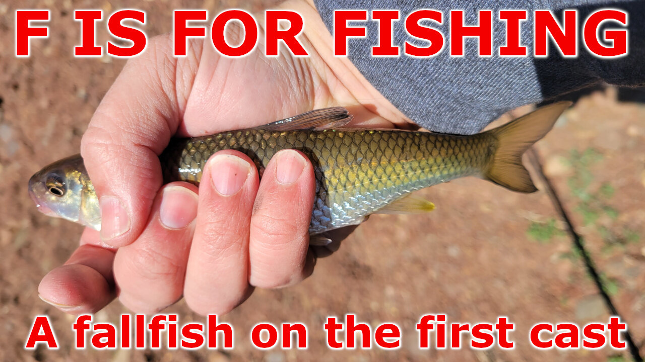 A Fallfish on the First Cast