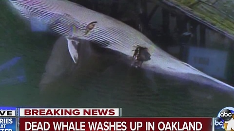 Dead whale washes up in Oakland