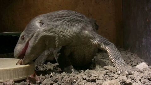 Savannah Monitor Closeup Eating