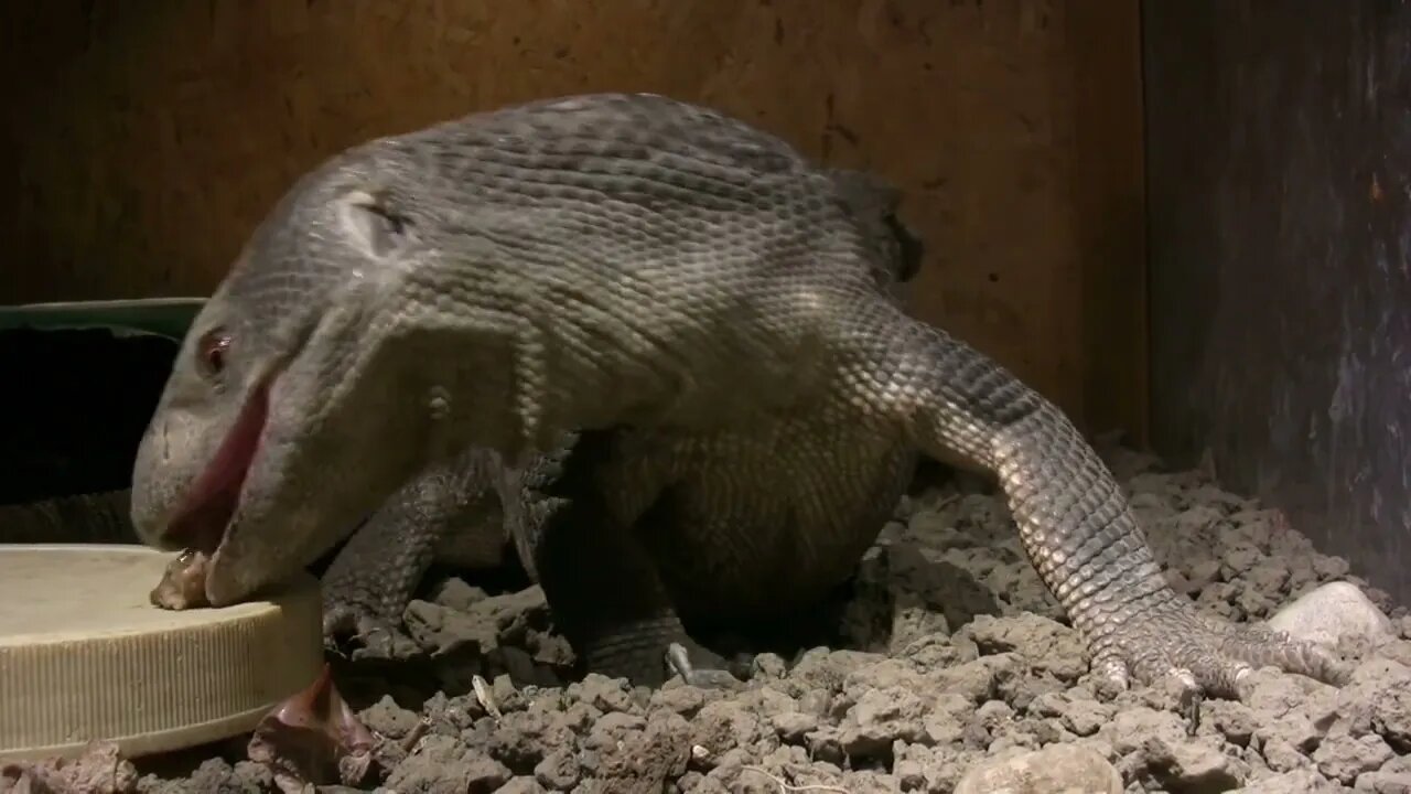 Savannah Monitor Closeup Eating