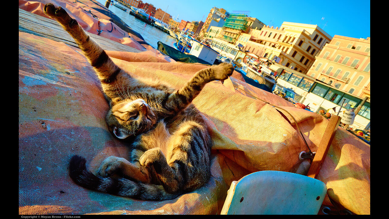 Funny Cats - Must see