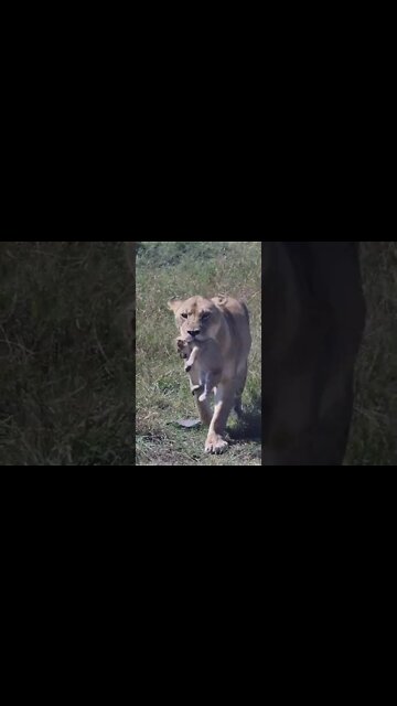Wildlife Sightings Today 21/09/22 (Lions, Cheetah, etc) | Lalashe Maasai Mara | #shorts