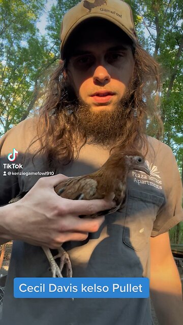 Cecil Davis kelso Pullet