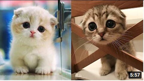 Best of Cute cats and Funny Cat Videos 2021