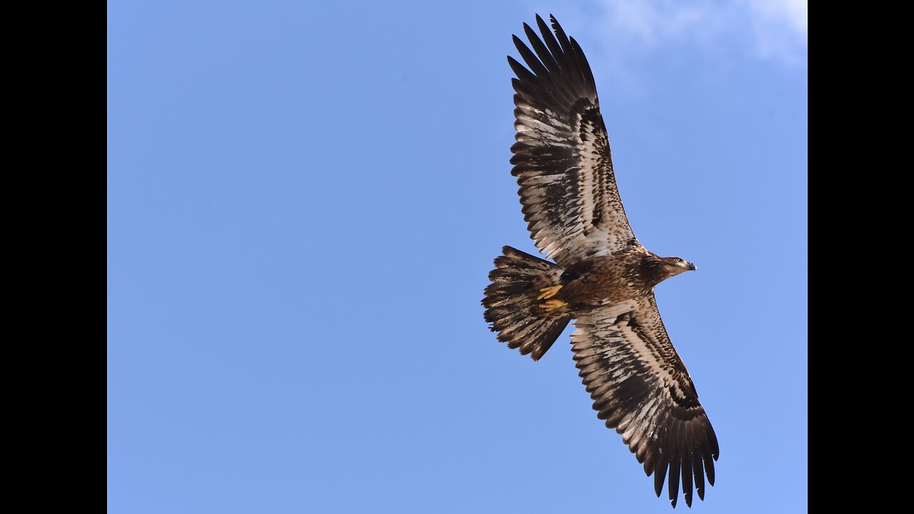 Eagle eating a large fish