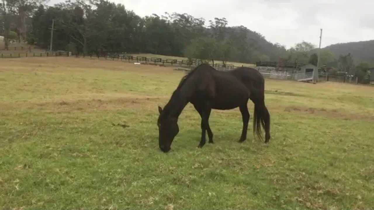 Clever brumby sniffing fence to see if electric. Clever arab uses dam to swap paddocks