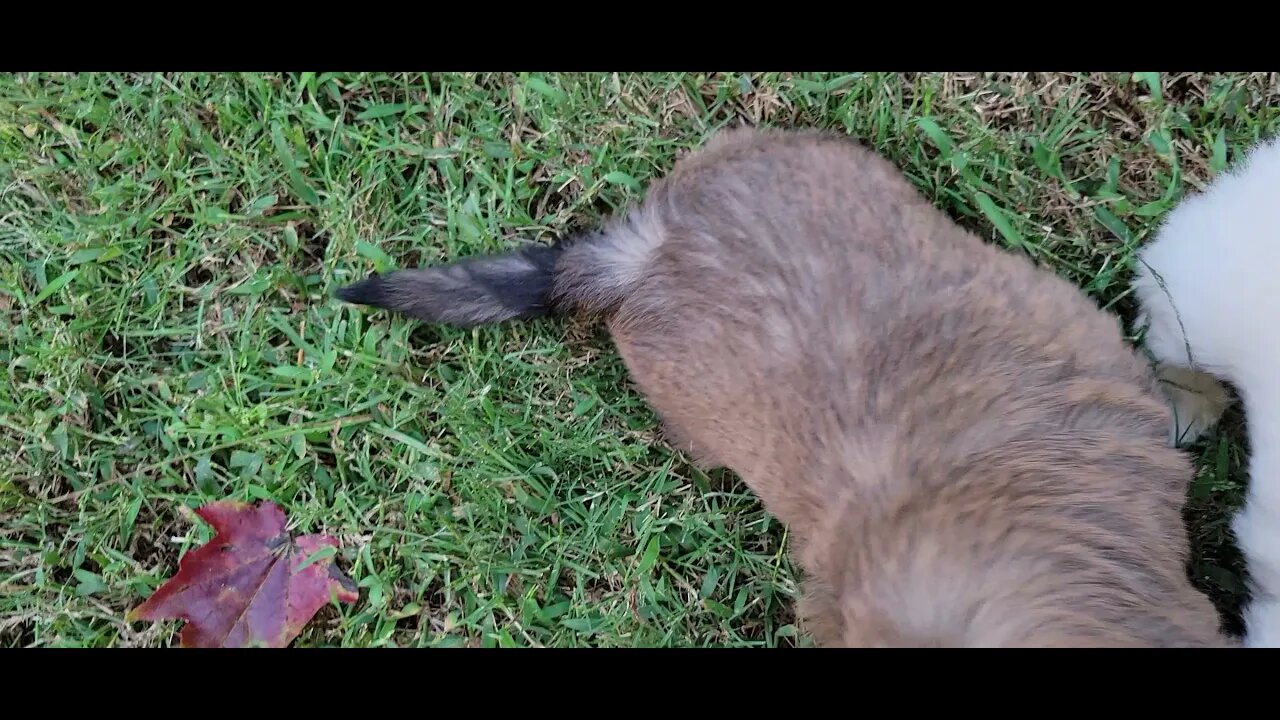 O Litter - First Time Outside