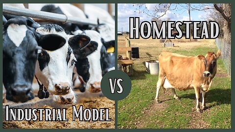 How Does a Family Milk Cow Compete Against an Industrial Dairy Farm