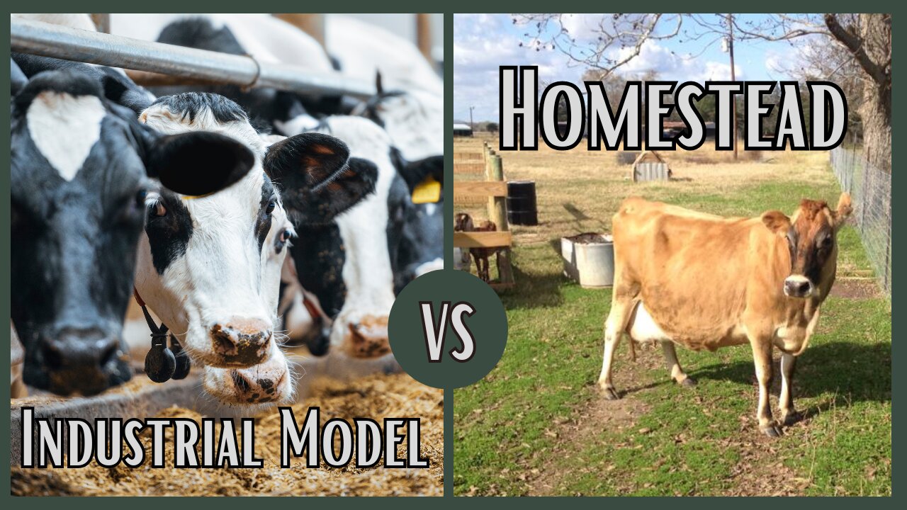 How Does a Family Milk Cow Compete Against an Industrial Dairy Farm