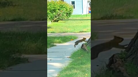 Squirrel Rabbit Hybrid