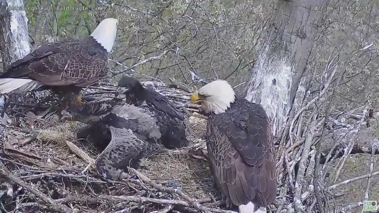 Hays Bald Eagles Dad brings a Fish H17 grabs it H16 tries but H18 Gulps Down the Fish 2022 04 30