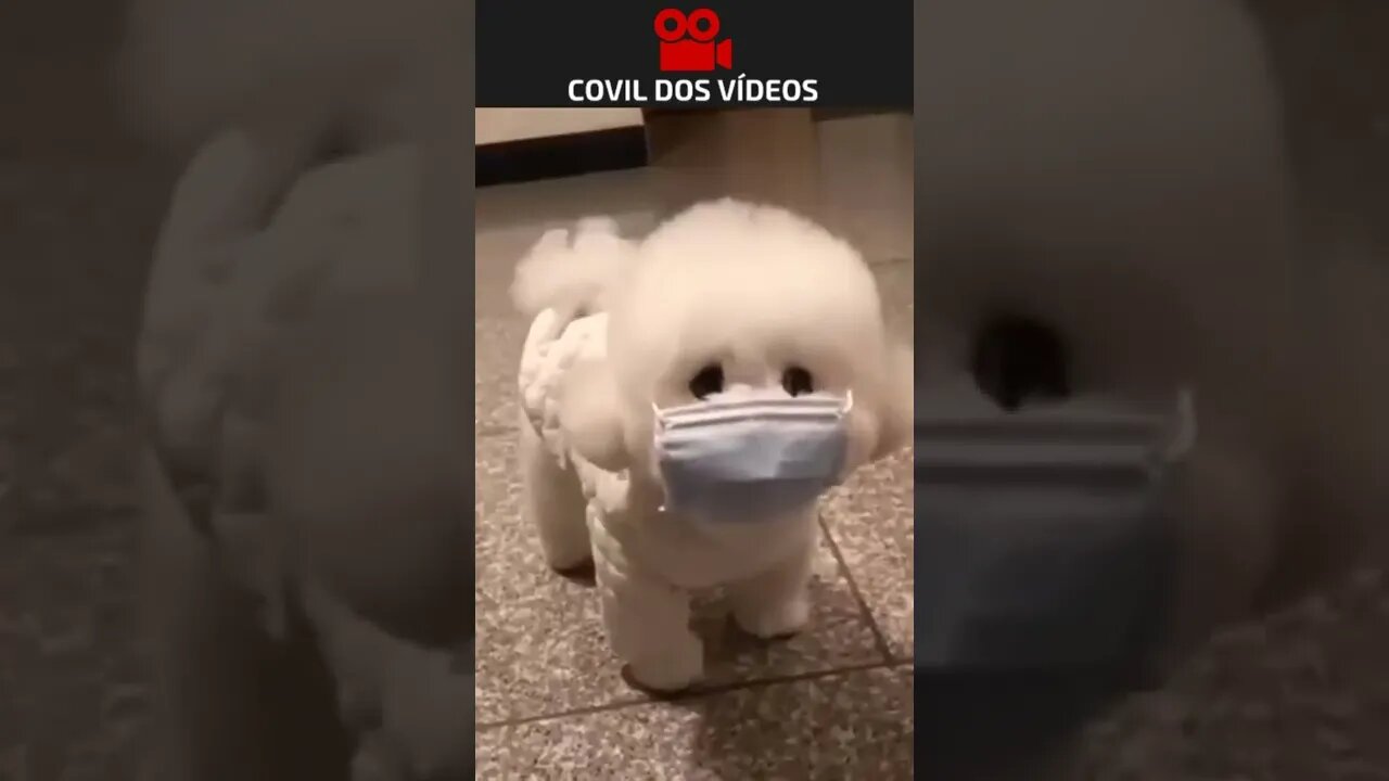 cachorro fofinho