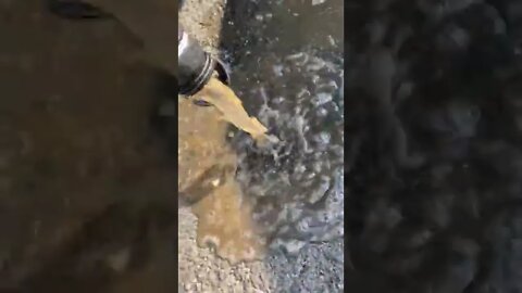 This for sure killed the environment