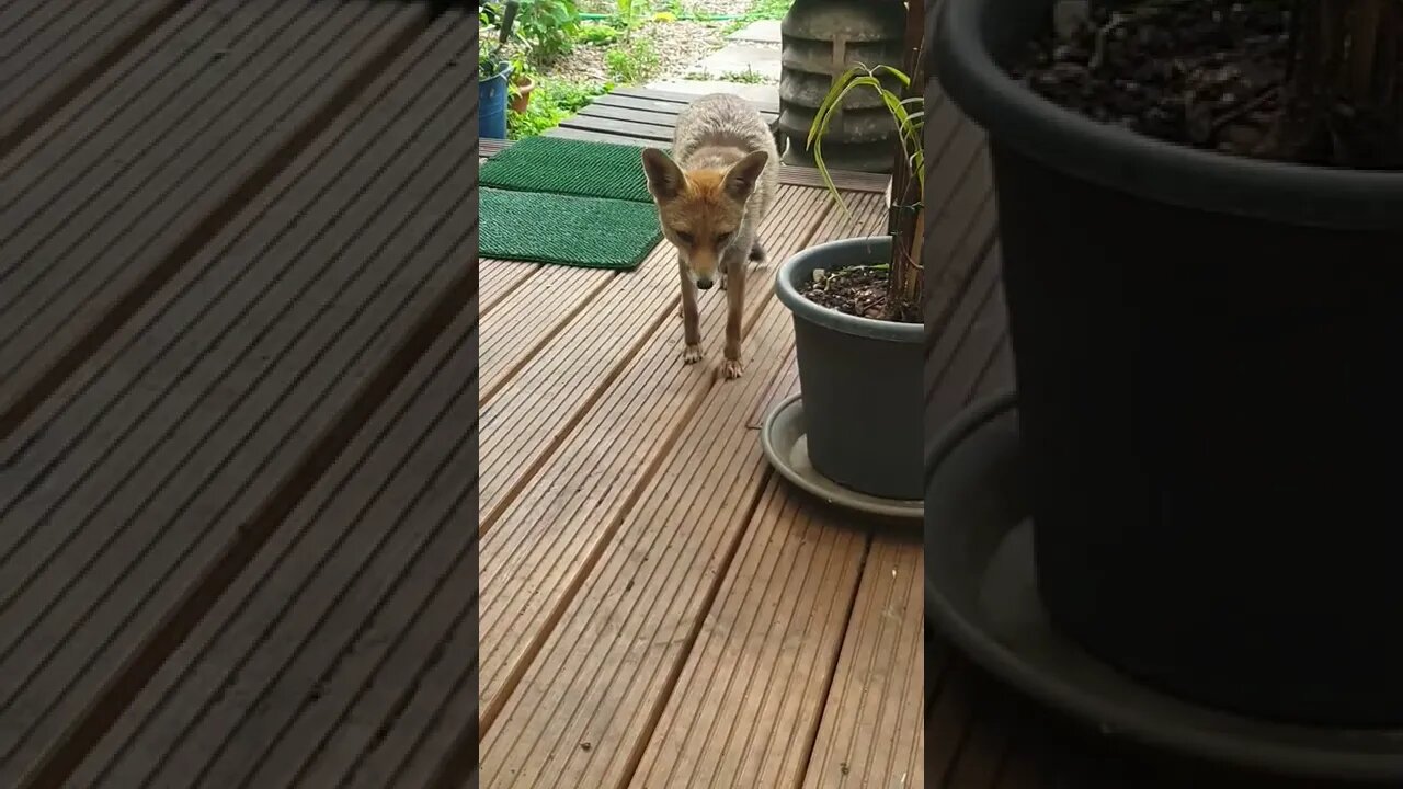 🦊Ajax the urban #fox makes a rare early morning visit to our back door to say hello !