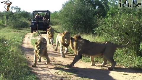 Four Male Lions On Patrol