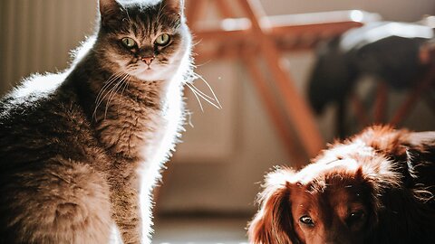 Double the Trouble, Double the Laughs Funny Cats and Dogs