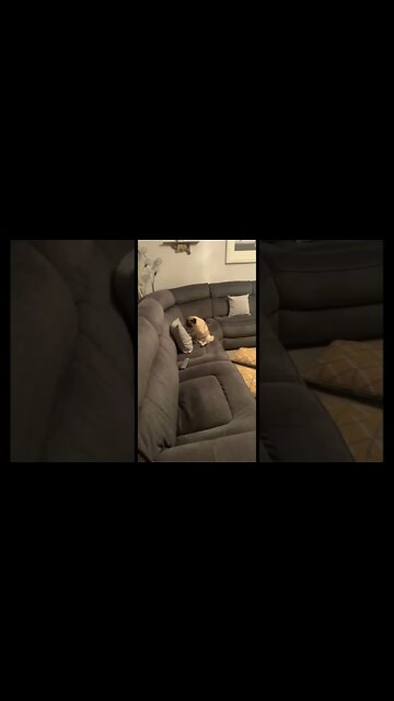 You've Heard Of Rocky, Now Get Ready for Puggy