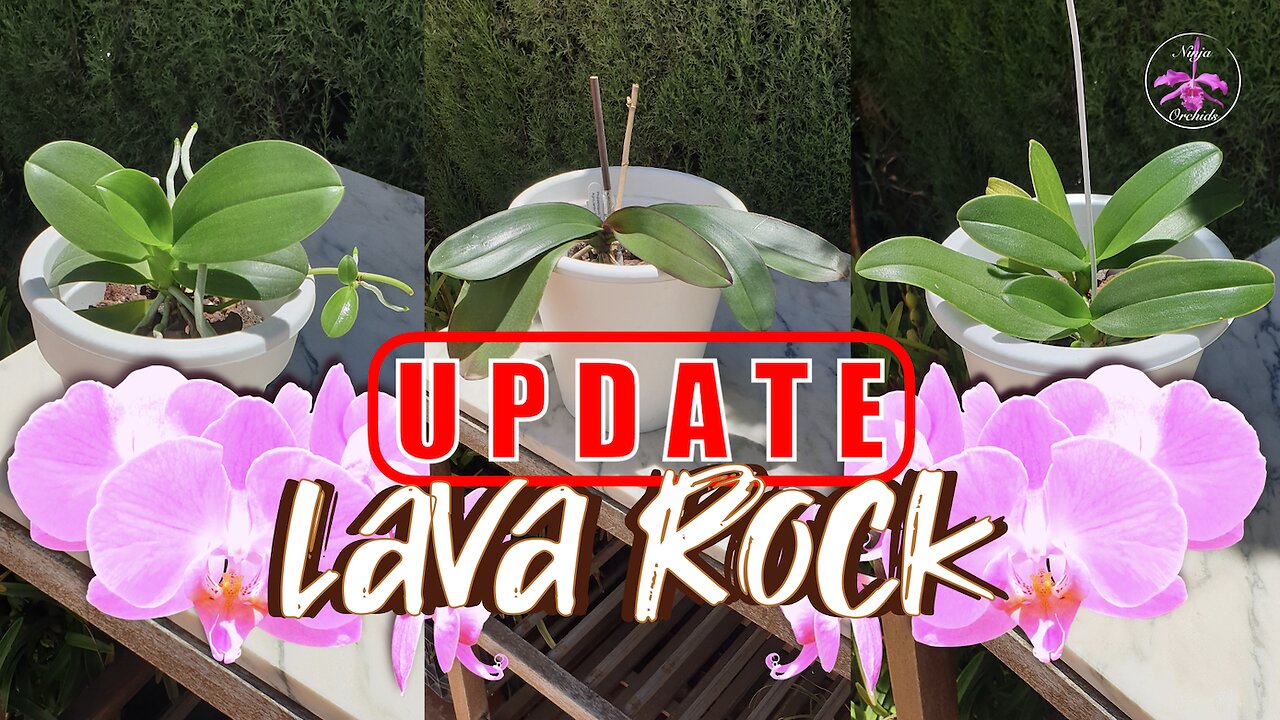 Phalaenopsis Orchid RESCUE🪴💪🏼 | Success with Lava Rock? | 12 month UPDATES #ninjaorchids