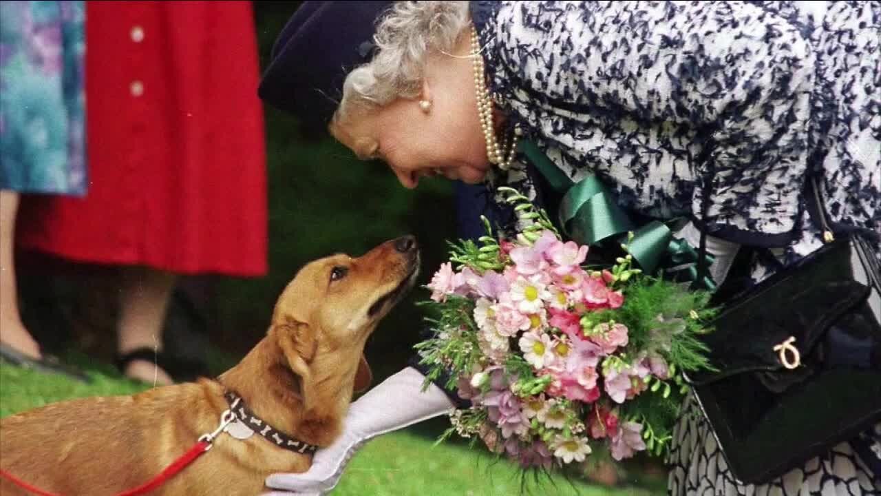 Queen Elizabeth II's love of the Welsh corgi goes back 86 years