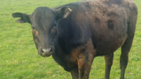 Cows video in the farme cows mooinG