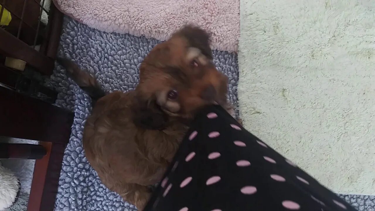 C Litter-Happiest Pups Ever