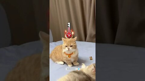 funny cat videos | cute cat videos| cute animals funny cats #shorts #shortsfunny #cutecat #funnycat