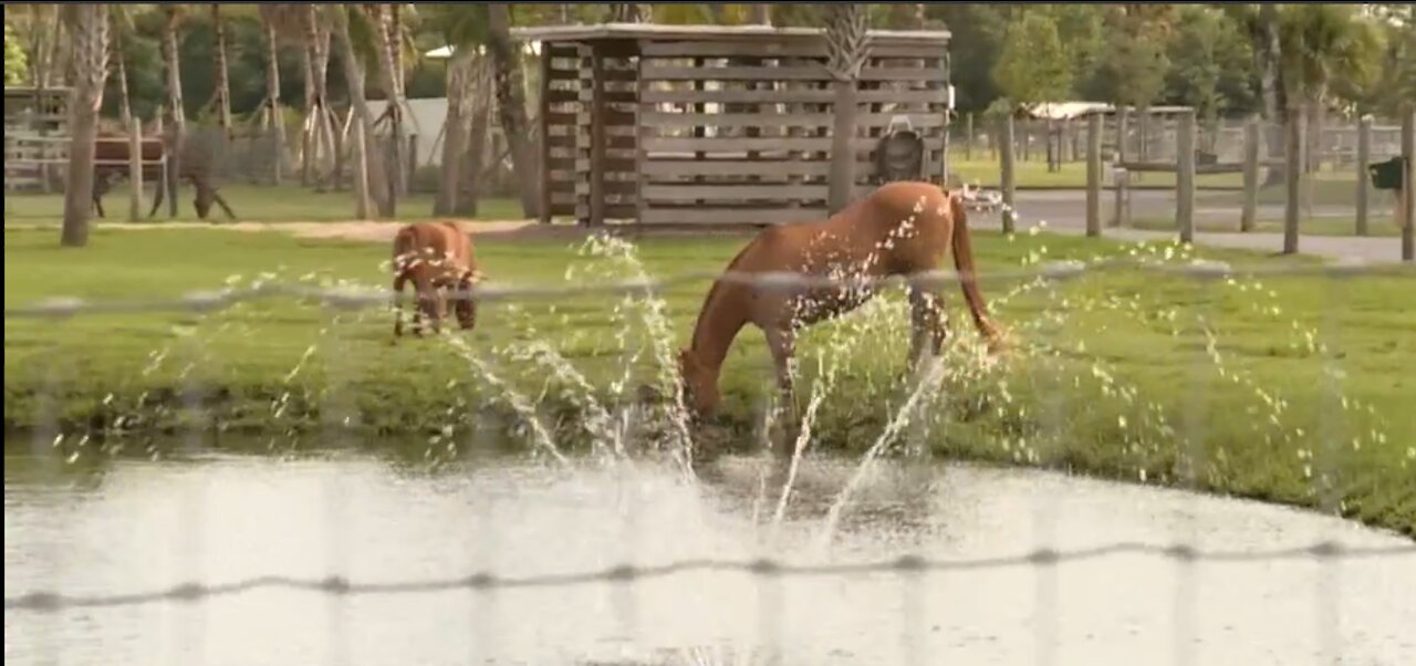 Owner of Nesha Farms says Army Corps investigation over claims of wetland disruption is an 'over-reach' of power