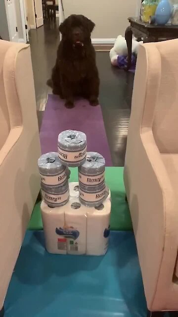 Huge Newfie attempts the toilet paper challenge