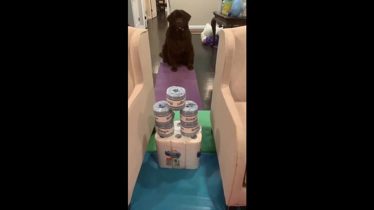 Huge Newfie attempts the toilet paper challenge