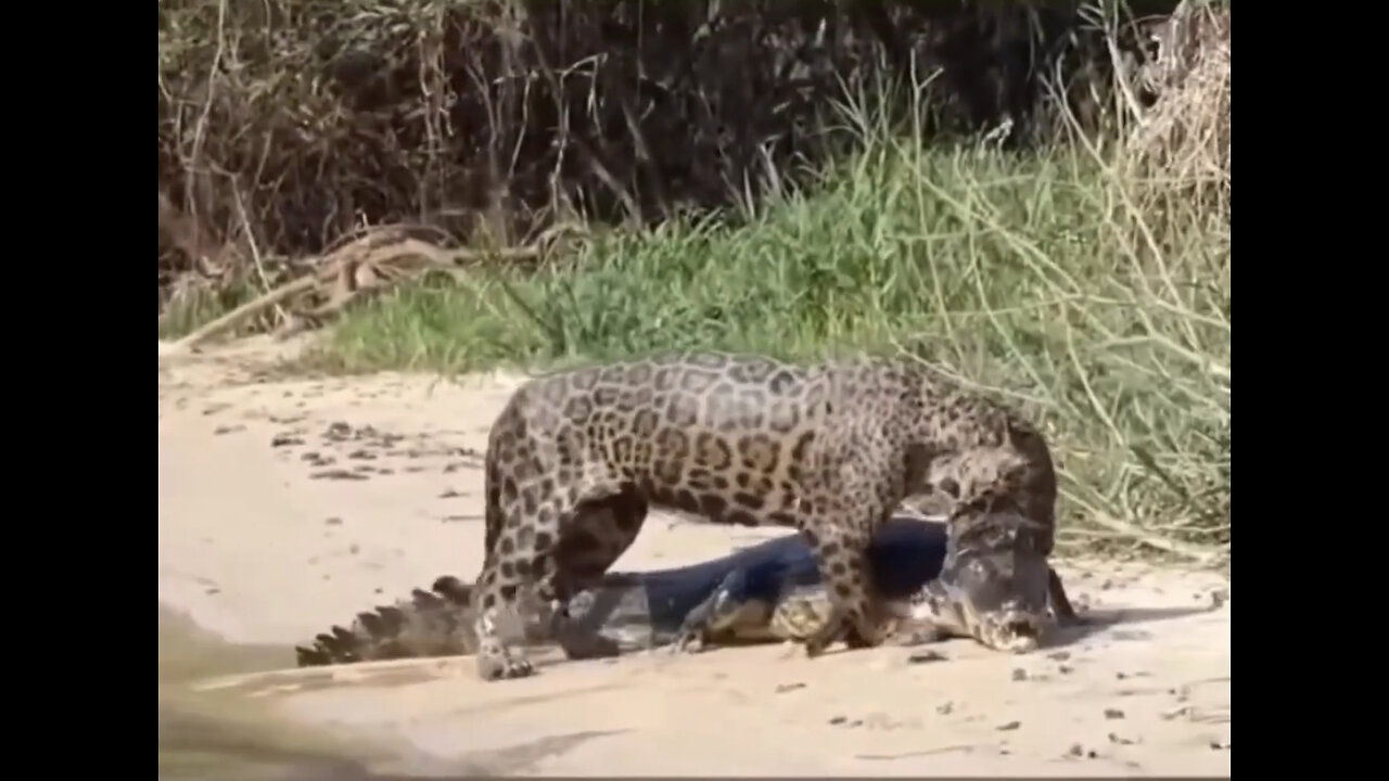 Jaguar crocodile fight animal fight