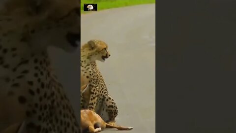 Amezing video