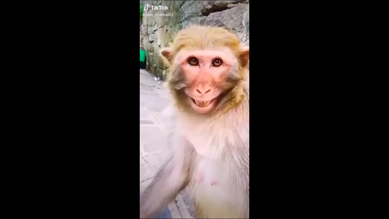 Laughing monkey------