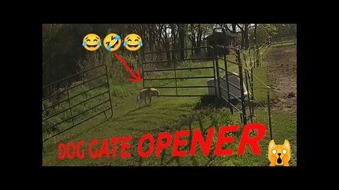 Dog Plows 🐴 Horse Gate Open w/ Head Stuck 🙀 Between Bars 😂🤣😂